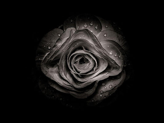 Image Only