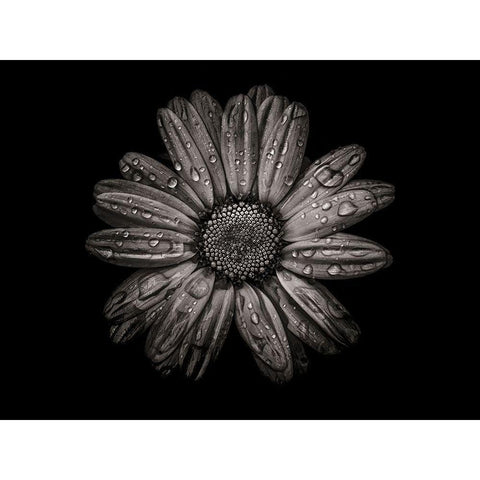 Backyard Flowers Black and White 78 White Modern Wood Framed Art Print by Carson, Brian