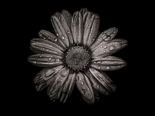 Image Only