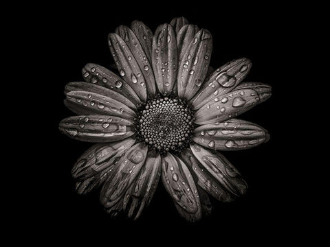 Backyard Flowers Black and White 78 Black Ornate Wood Framed Art Print with Double Matting by Carson, Brian