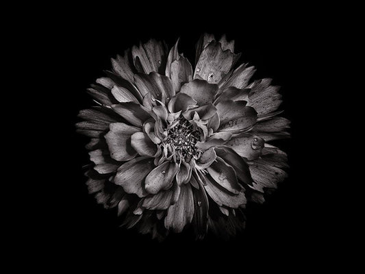 Image Only