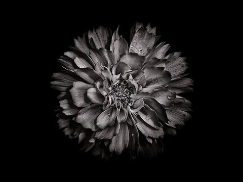 Backyard Flowers Black and White 79 Black Ornate Wood Framed Art Print with Double Matting by Carson, Brian