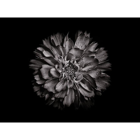 Backyard Flowers Black and White 79 Gold Ornate Wood Framed Art Print with Double Matting by Carson, Brian