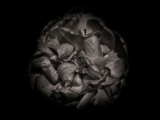 Image Only
