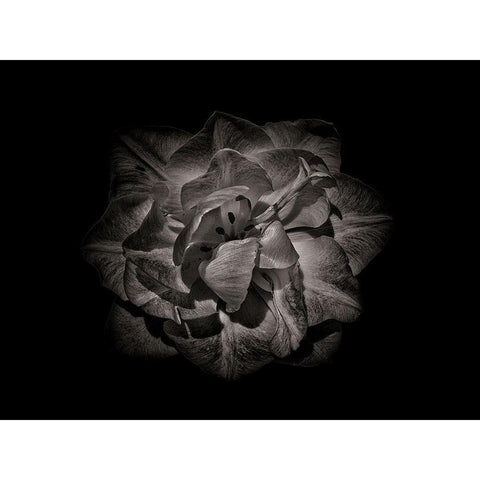 Backyard Flowers Black and White 81 White Modern Wood Framed Art Print by Carson, Brian