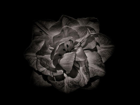Image Only