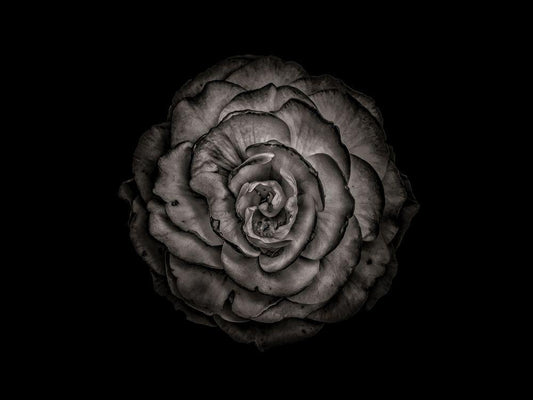 Image Only