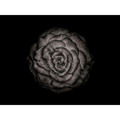 Backyard Flowers Black and White 85 Black Modern Wood Framed Art Print with Double Matting by Carson, Brian