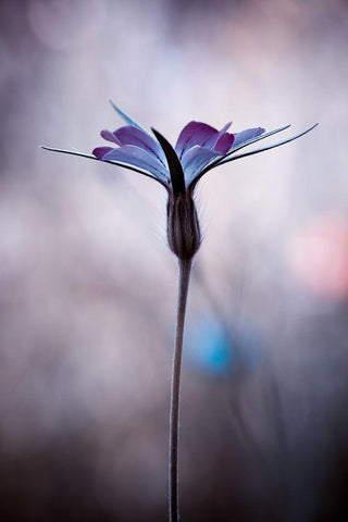 Sylvidra Black Ornate Wood Framed Art Print with Double Matting by Bravin, Fabien