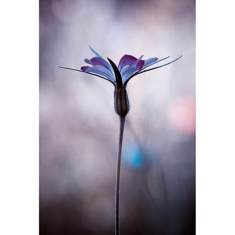 Sylvidra Black Modern Wood Framed Art Print with Double Matting by Bravin, Fabien