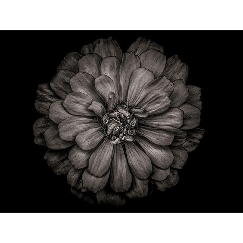 Backyard Flowers Black and White 86 Gold Ornate Wood Framed Art Print with Double Matting by Carson, Brian