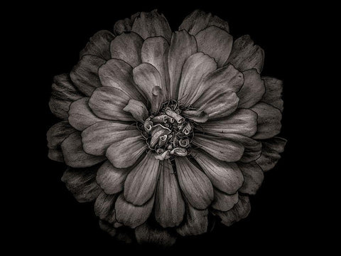 Backyard Flowers Black and White 86 White Modern Wood Framed Art Print with Double Matting by Carson, Brian