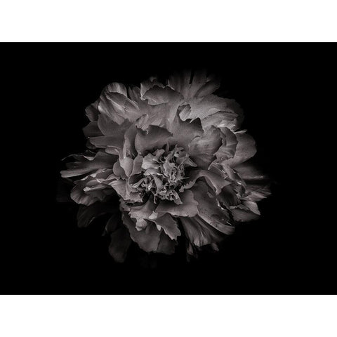 Backyard Flowers Black and White 90 Black Modern Wood Framed Art Print with Double Matting by Carson, Brian