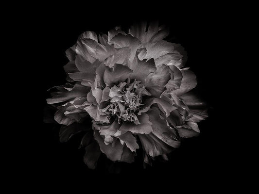 Image Only