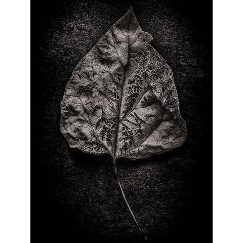 Leaves No 1 Black and White White Modern Wood Framed Art Print by Carson, Brian