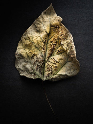 Leaves no 1 Color White Modern Wood Framed Art Print with Double Matting by Carson, Brian