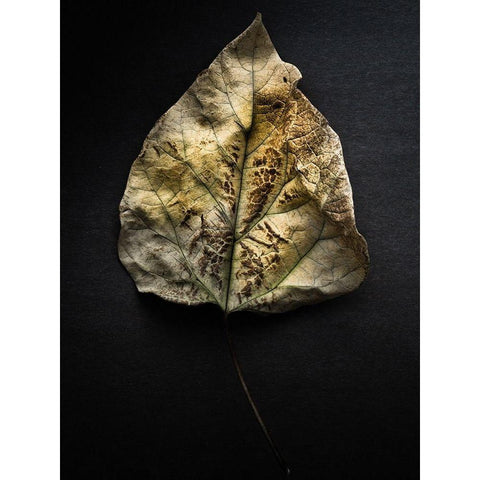 Leaves no 1 Color Black Modern Wood Framed Art Print by Carson, Brian