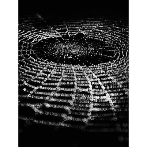 Spiderweb No 1 Black Modern Wood Framed Art Print with Double Matting by Carson, Brian