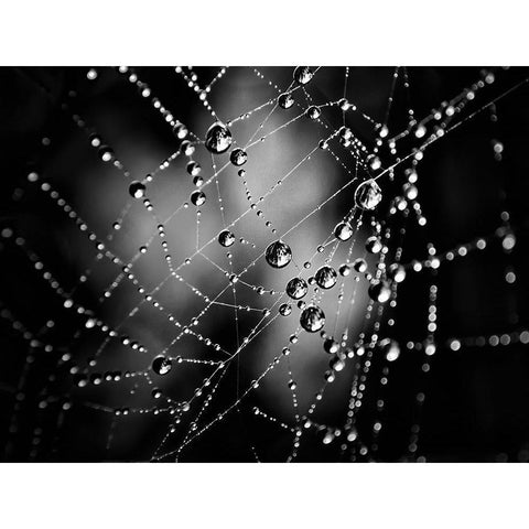 Spiderweb No 3 White Modern Wood Framed Art Print by Carson, Brian