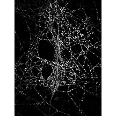 Spiderweb No 4 Black Modern Wood Framed Art Print with Double Matting by Carson, Brian