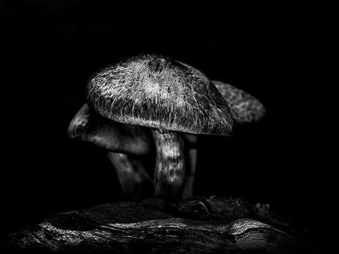 Toadstools on a Toronto Trail No 1 White Modern Wood Framed Art Print with Double Matting by Carson, Brian