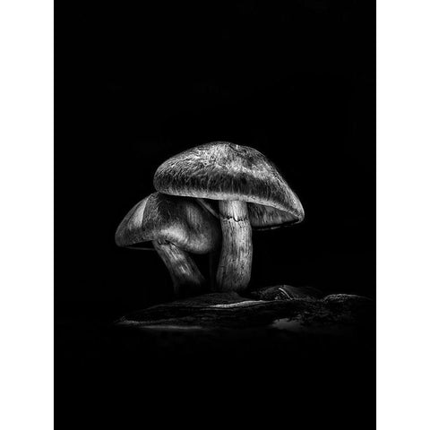 Toadstools on a Toronto Trail No 2 White Modern Wood Framed Art Print by Carson, Brian