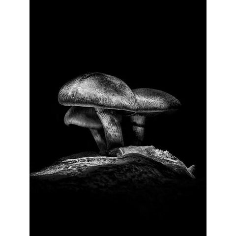 Toadstools on a Toronto Trail No 3 Black Modern Wood Framed Art Print with Double Matting by Carson, Brian