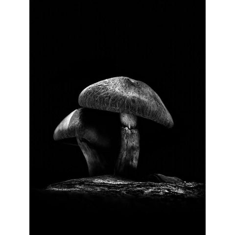 Toadstools on a Toronto Trail No 6 Black Modern Wood Framed Art Print with Double Matting by Carson, Brian