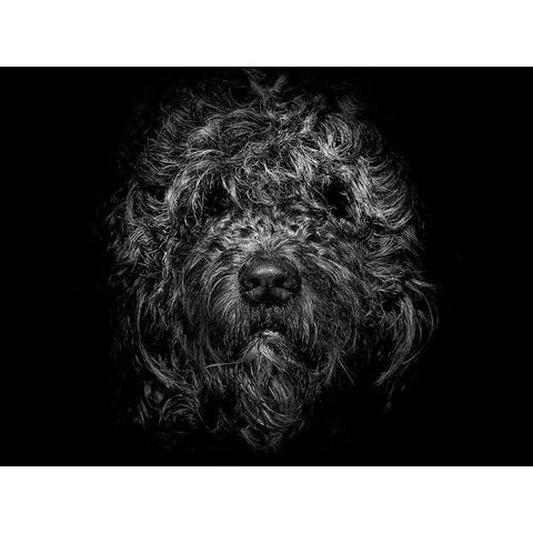 Ziggy Portrait Black Modern Wood Framed Art Print with Double Matting by Carson, Brian