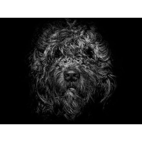 Ziggy Portrait Black Modern Wood Framed Art Print by Carson, Brian