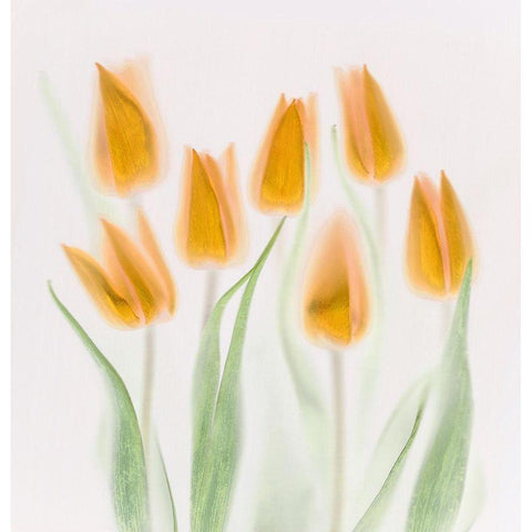 Golden Tulips White Modern Wood Framed Art Print by Haslam, Brian