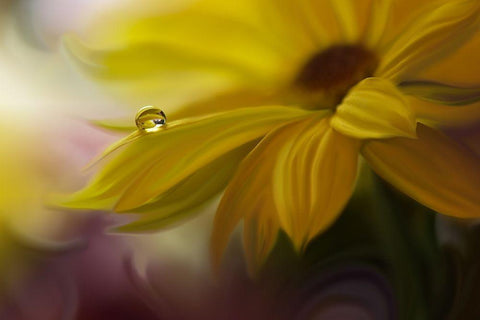 SunBeam Black Ornate Wood Framed Art Print with Double Matting by Nan, Juliana