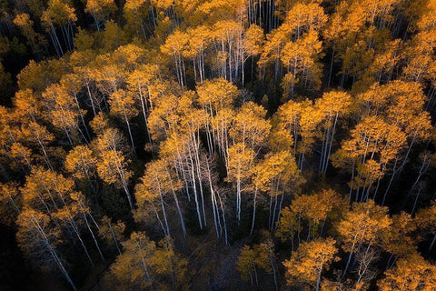 Aspen in Autumn White Modern Wood Framed Art Print with Double Matting by Xu, Mei