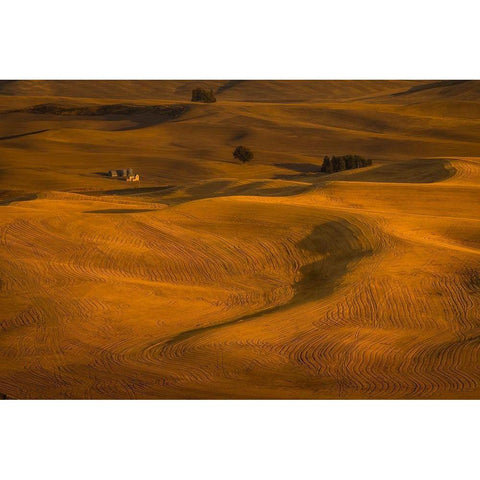 Wheat Field in Sunset White Modern Wood Framed Art Print by Wang, David