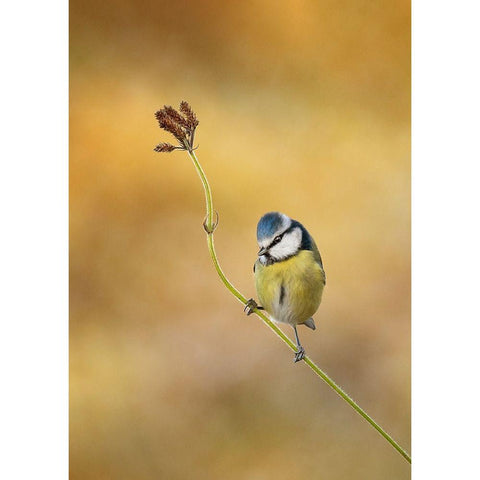 Blue Tit winter light Gold Ornate Wood Framed Art Print with Double Matting by O Mahony, Kieran