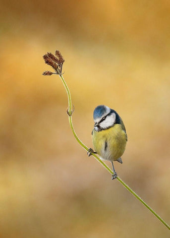 Blue Tit winter light Black Ornate Wood Framed Art Print with Double Matting by O Mahony, Kieran