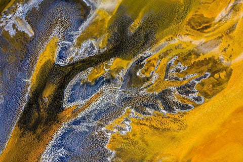 Poisoned flowers Black Ornate Wood Framed Art Print with Double Matting by Pop, Ovi