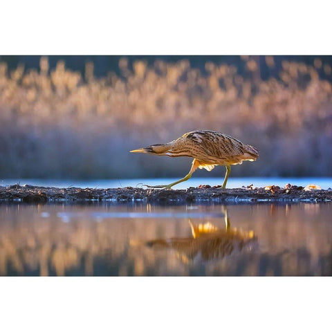 Patrol White Modern Wood Framed Art Print by Chang, Phillip