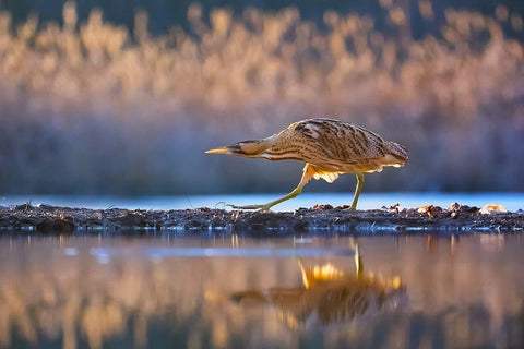 Patrol White Modern Wood Framed Art Print with Double Matting by Chang, Phillip