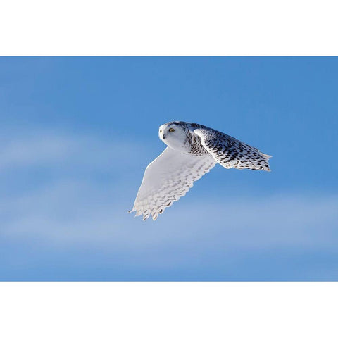 Snowy Owl White Modern Wood Framed Art Print by Chang, Phillip