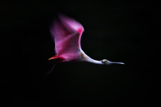 Image Only