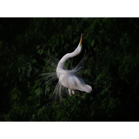 The Call White Modern Wood Framed Art Print by Chang, Phillip