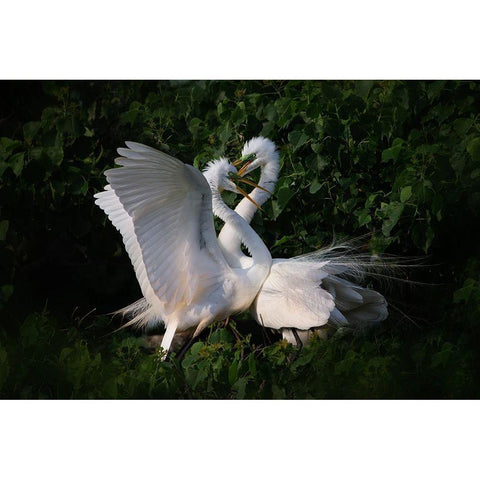 Love is in the air Black Modern Wood Framed Art Print with Double Matting by Chang, Phillip