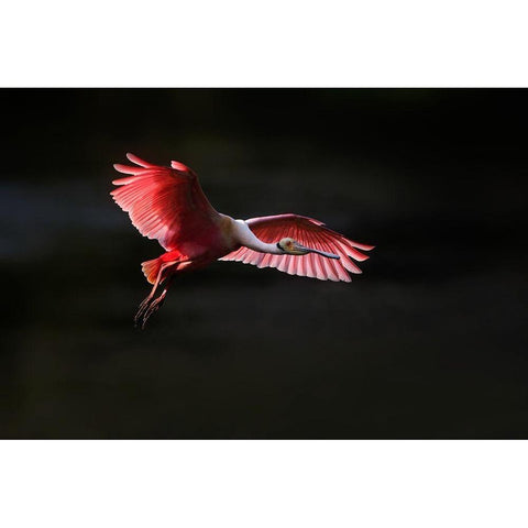 Fying home Black Modern Wood Framed Art Print by Chang, Phillip