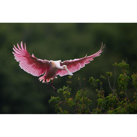 Landing Black Modern Wood Framed Art Print by Chang, Phillip