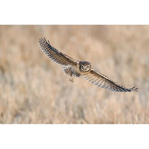 Baby Burrowing Owl White Modern Wood Framed Art Print by Chang, Phillip