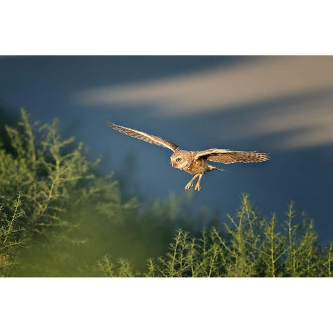 Burrowing owl White Modern Wood Framed Art Print by Chang, Phillip