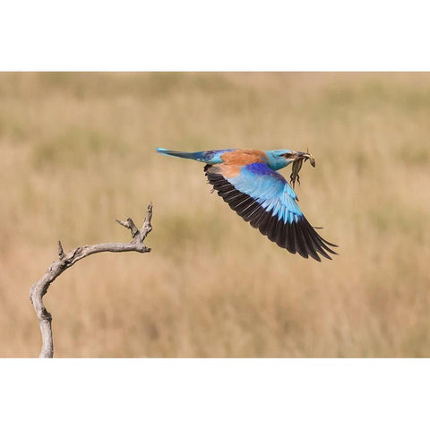 The Roller White Modern Wood Framed Art Print by Chang, Phillip