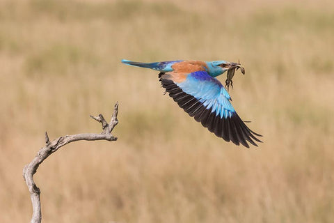 The Roller Black Ornate Wood Framed Art Print with Double Matting by Chang, Phillip