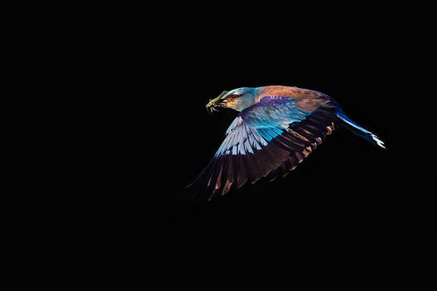 The Roller hunting White Modern Wood Framed Art Print with Double Matting by Chang, Phillip